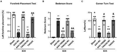 TREM2 improves neurological dysfunction and attenuates neuroinflammation, TLR signaling and neuronal apoptosis in the acute phase of intracerebral hemorrhage